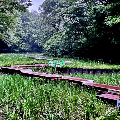 水音とシュレーゲルアオガエルA 06:53pm(HPLバイノーラル)